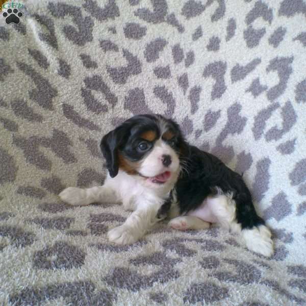 Duchess, Cavalier King Charles Spaniel Puppy